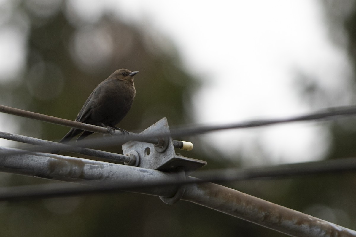 Brewer's Blackbird - ML643992220