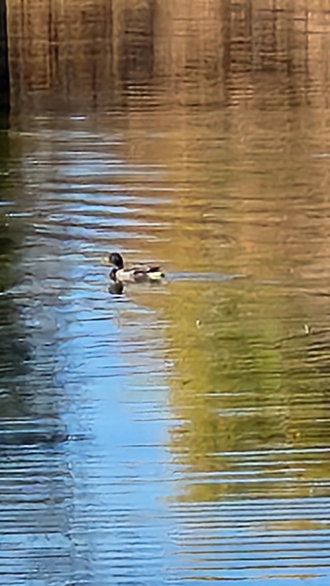 Mallard - ML643992222