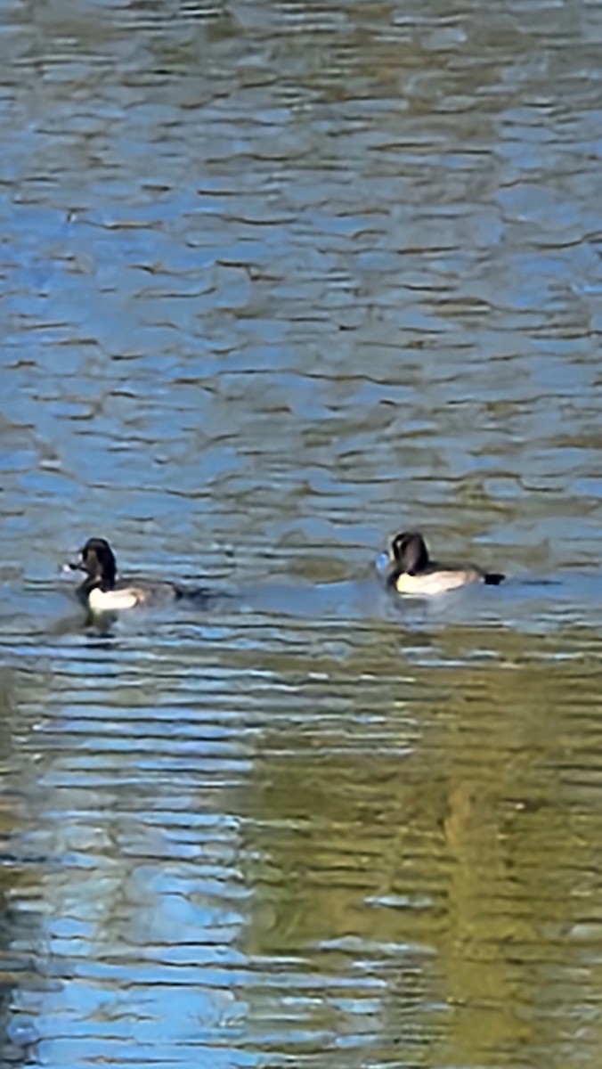 Ring-necked Duck - ML643992228