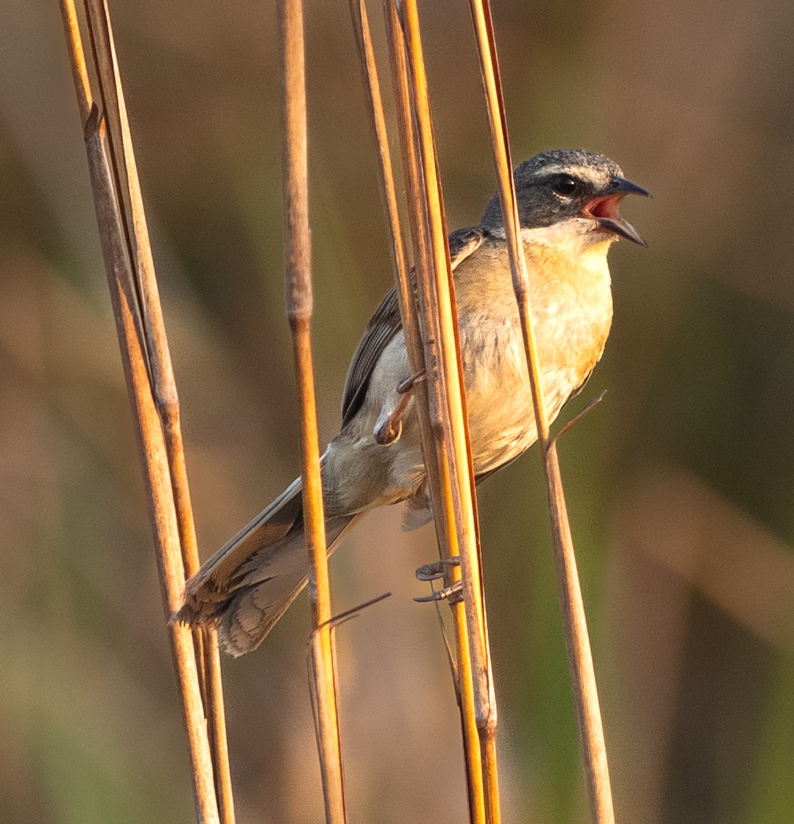 rørspurv - ML643992235