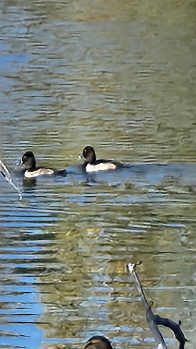 Ring-necked Duck - ML643992236