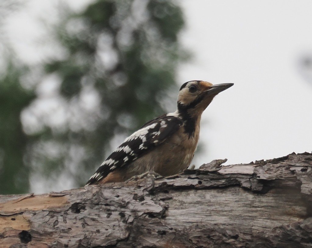 White-backed Woodpecker - ML643992237