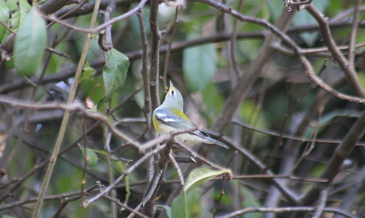 Northern Parula - ML643992239