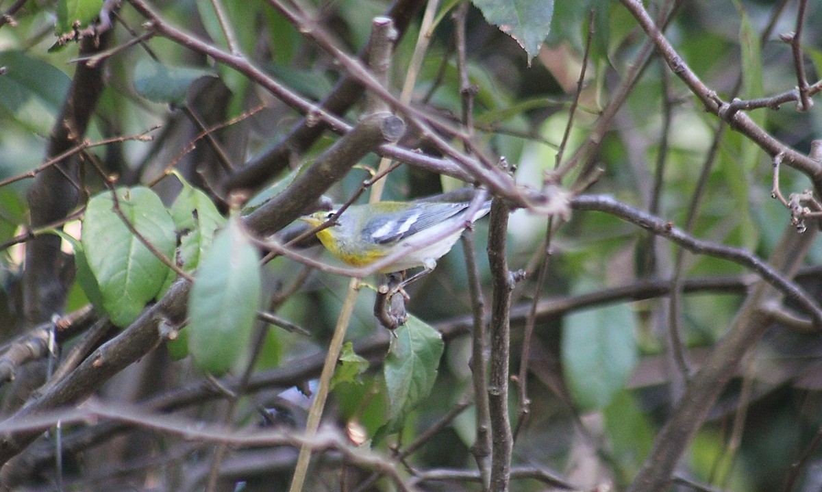 Northern Parula - ML643992246