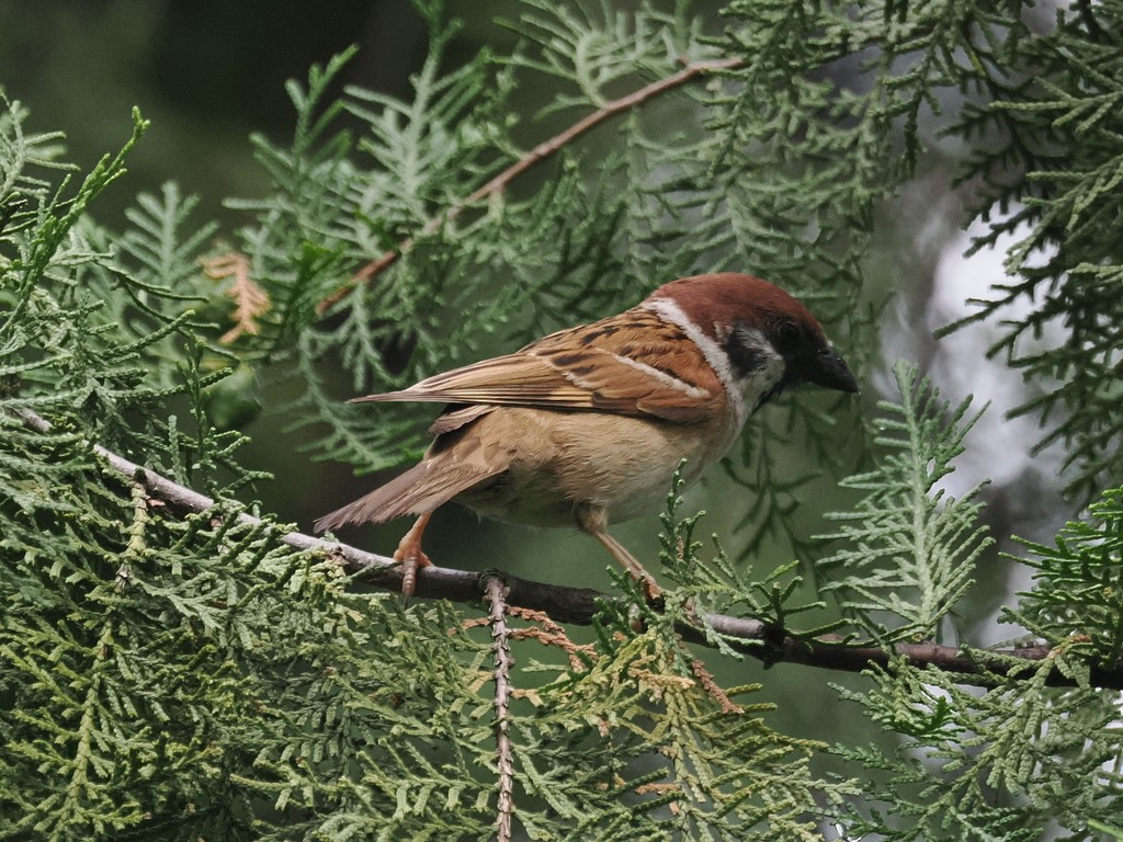 Eurasian Tree Sparrow - ML643992248