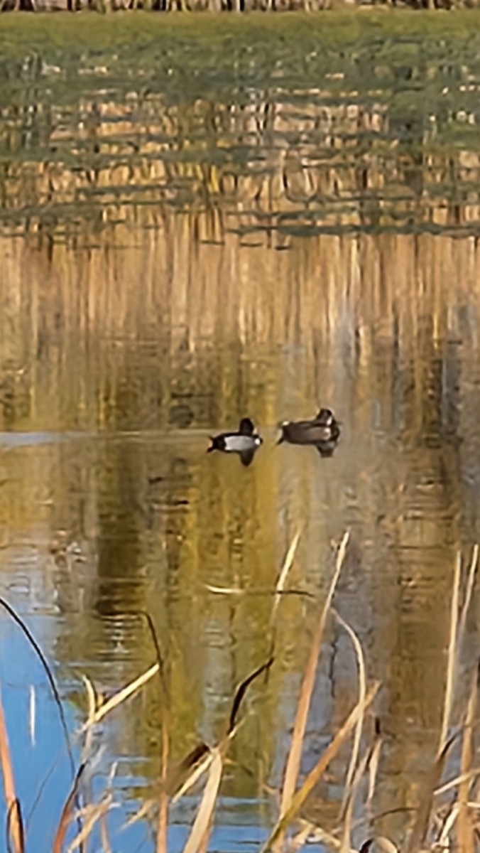Ring-necked Duck - ML643992250