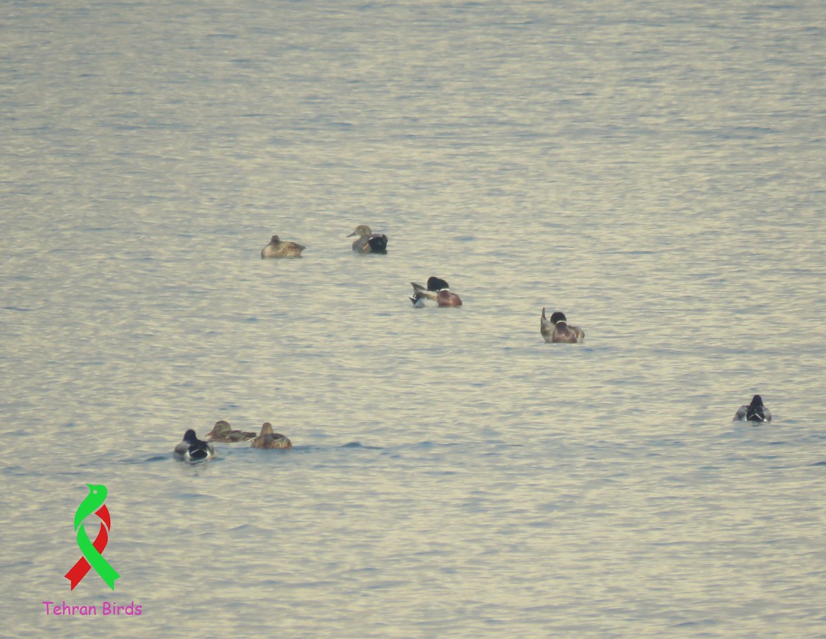 kopřivka obecná - ML643992251