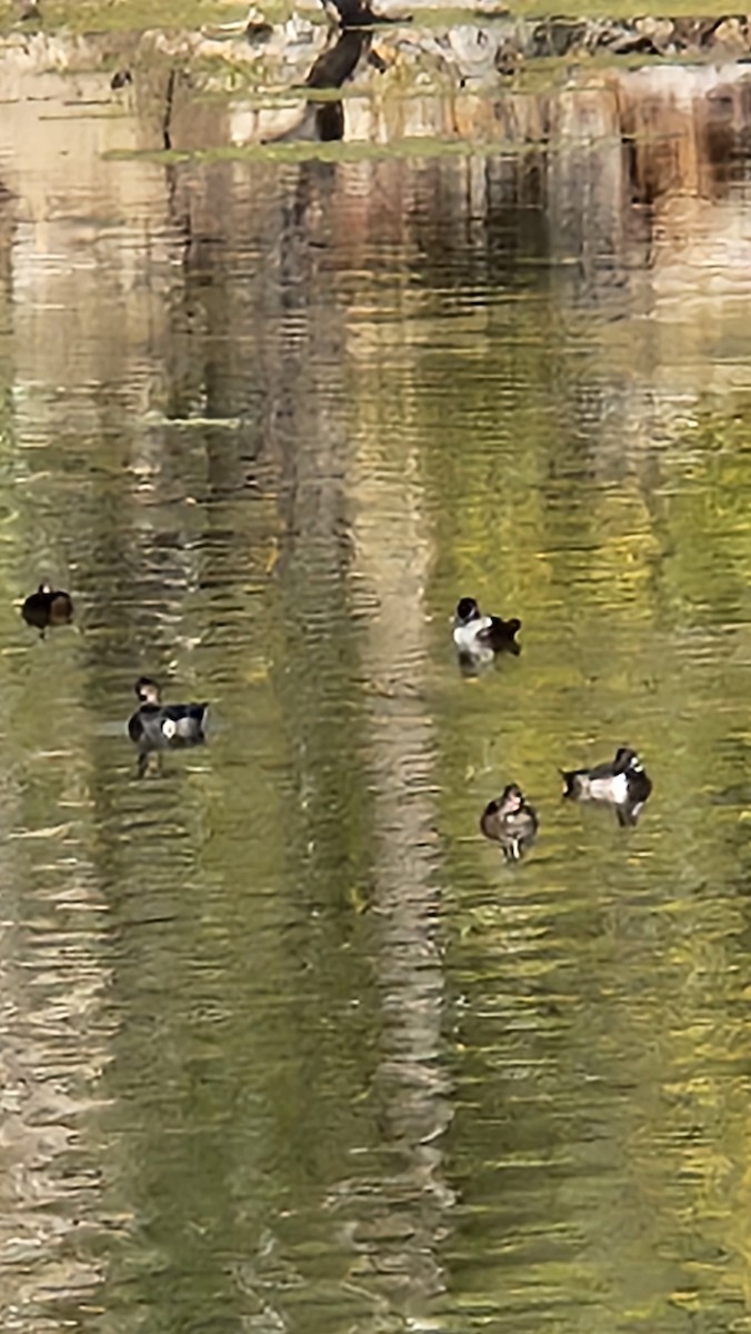 Ring-necked Duck - ML643992253
