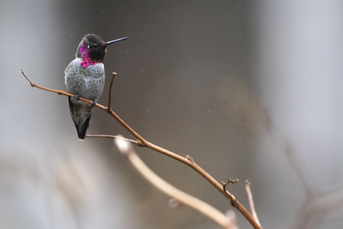 Anna's Hummingbird - ML643992256