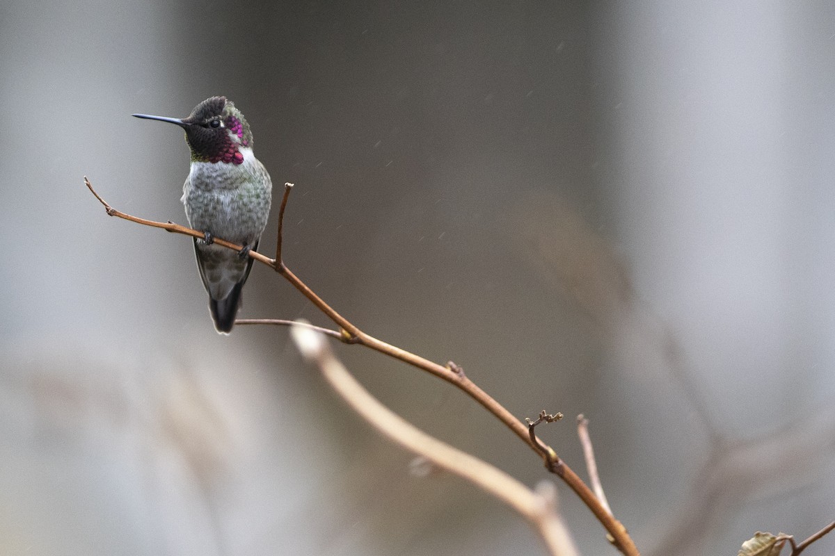 Anna's Hummingbird - ML643992257