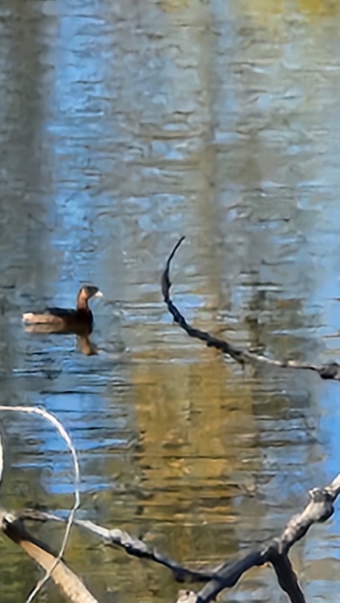 Pied-billed Grebe - ML643992282
