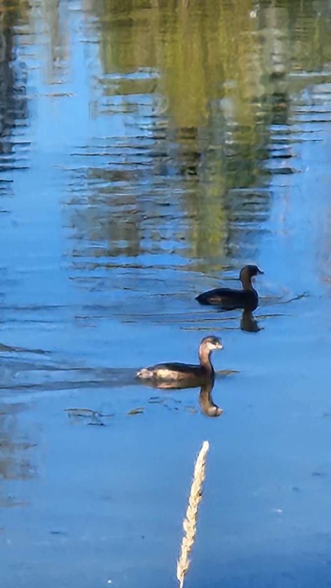 Pied-billed Grebe - ML643992283