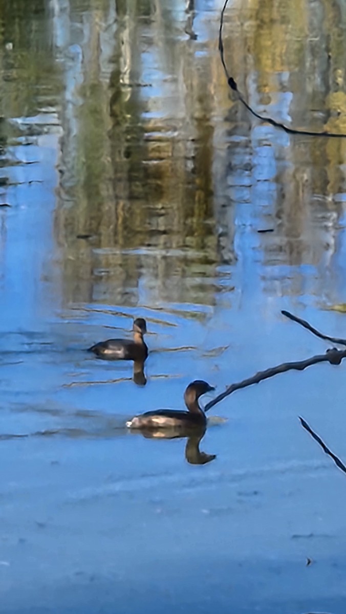 Pied-billed Grebe - ML643992284