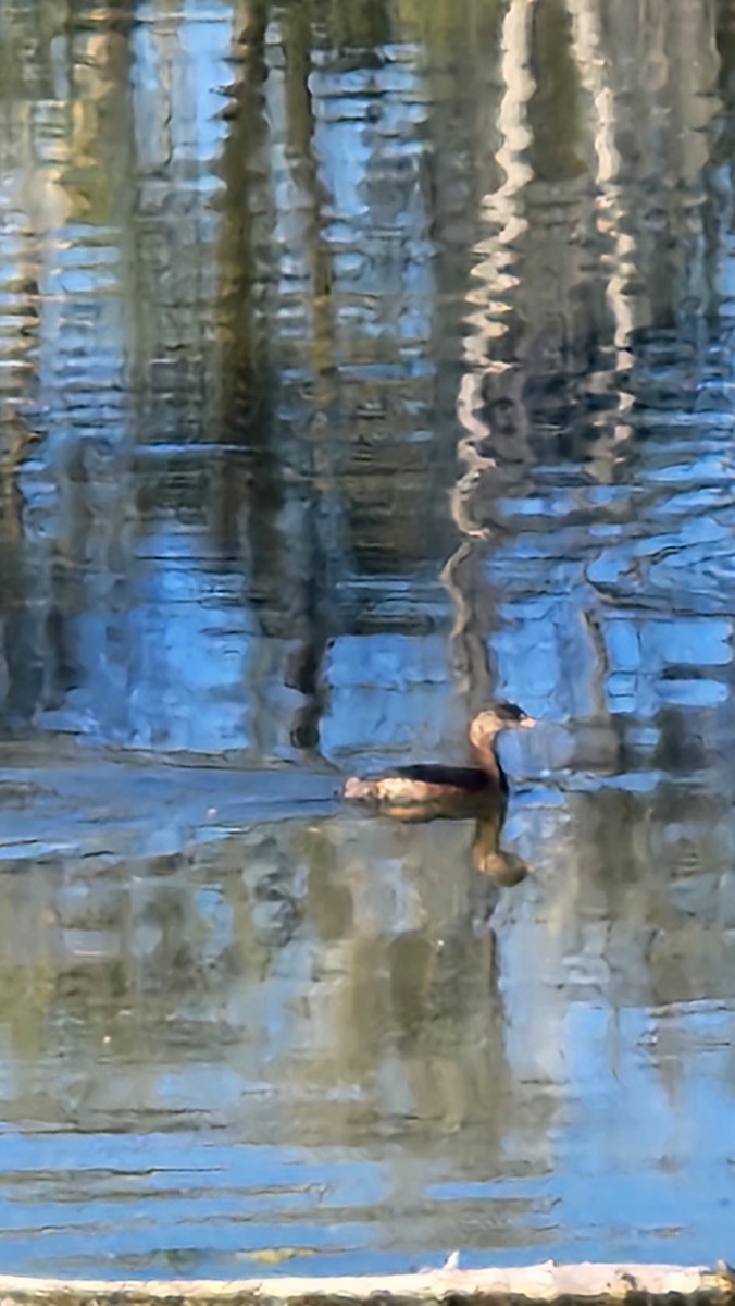 Pied-billed Grebe - ML643992285