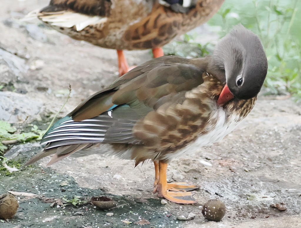 Mandarin Ördeği - ML643992291