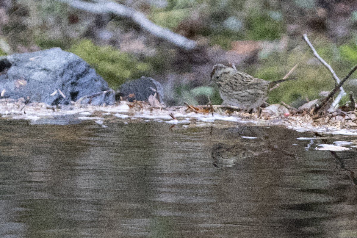Lincoln's Sparrow - ML643992293