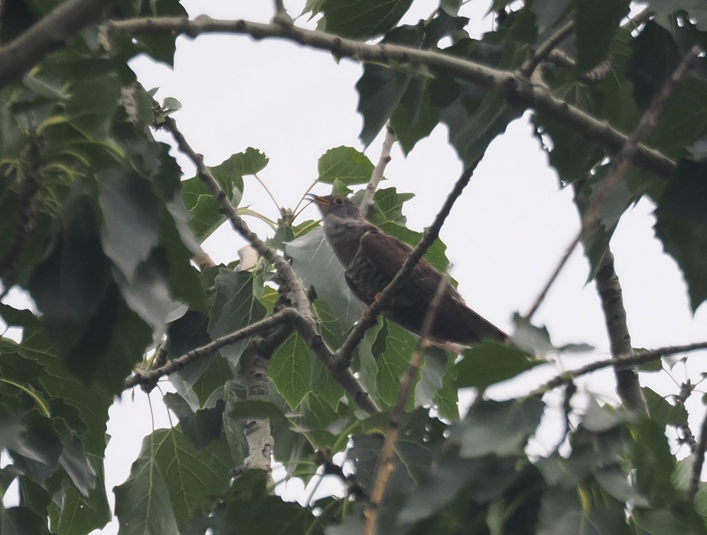 Indian Cuckoo - ML643992295