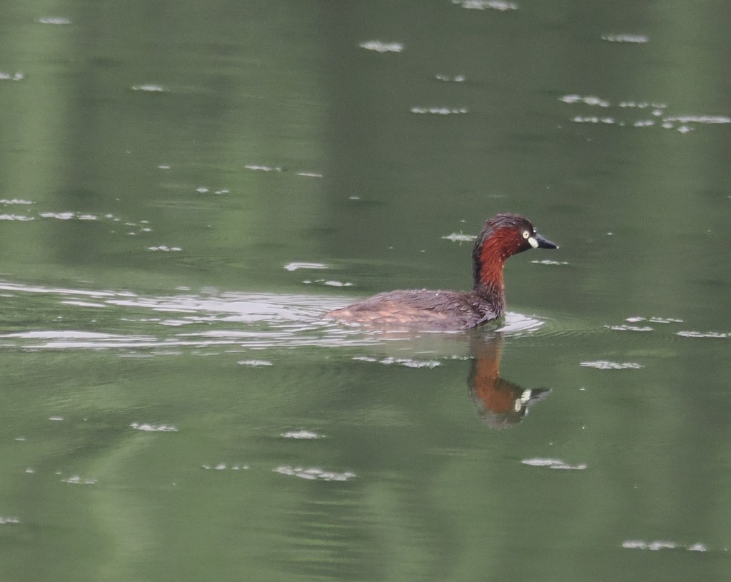 Little Grebe - ML643992298