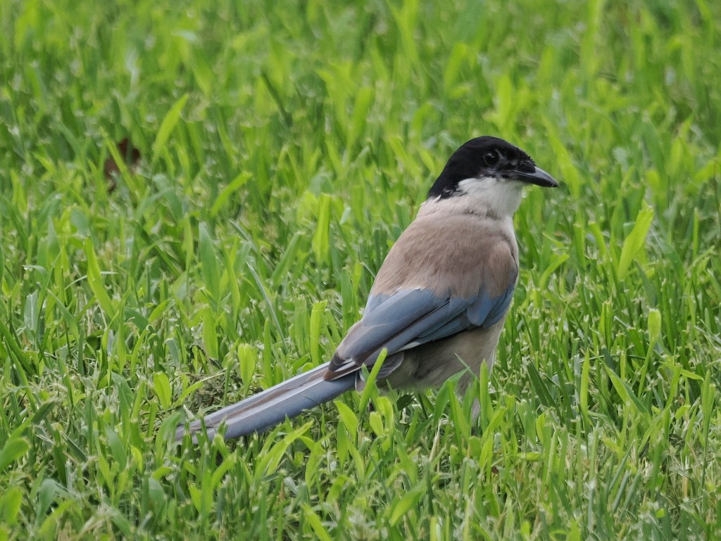 Mavi Saksağan - ML643992305