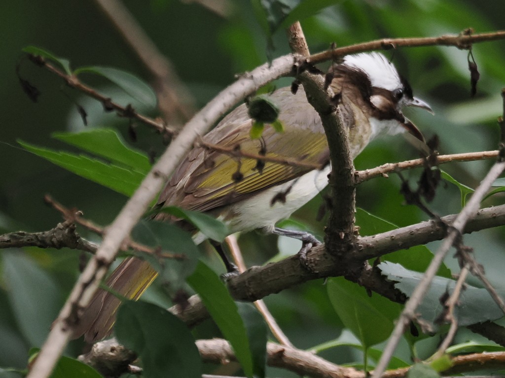 Light-vented Bulbul - ML643992316