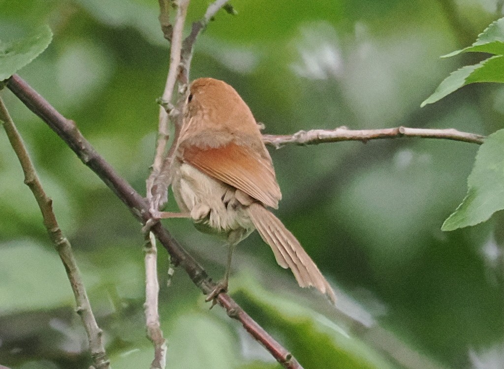 Vinous-throated Parrotbill - ML643992321