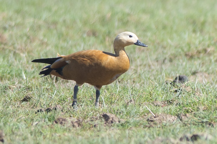 Хондон ангир - ML643992340