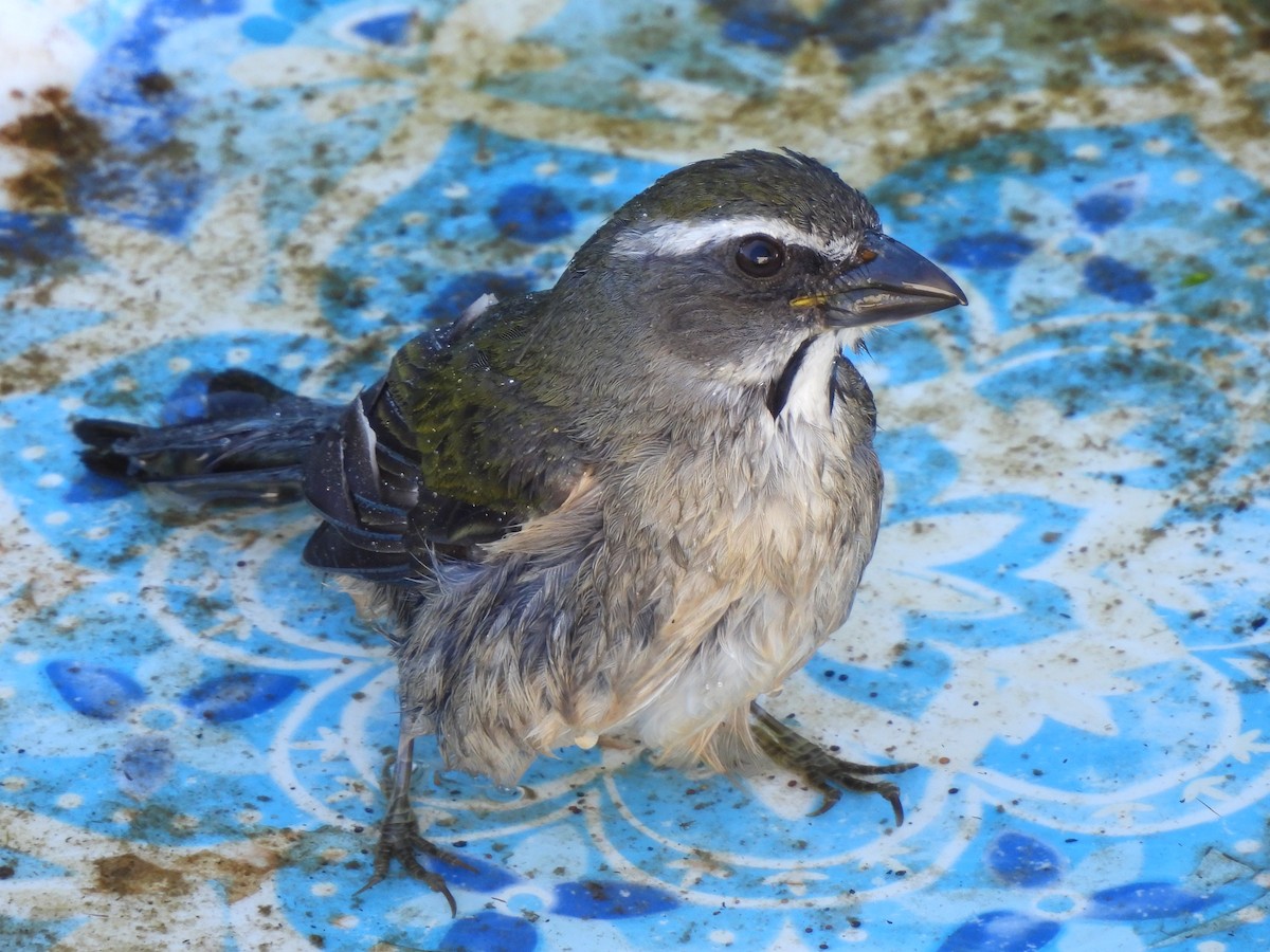 Green-winged Saltator - ML643992350