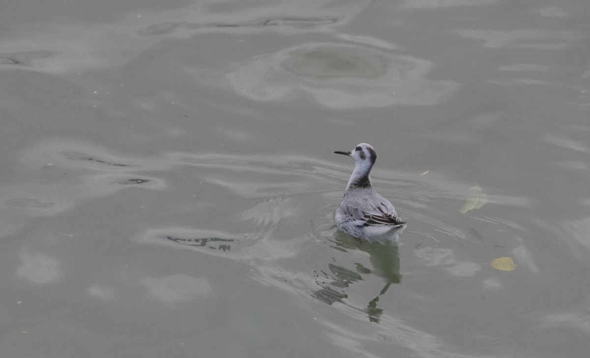 Red Phalarope - ML643992449
