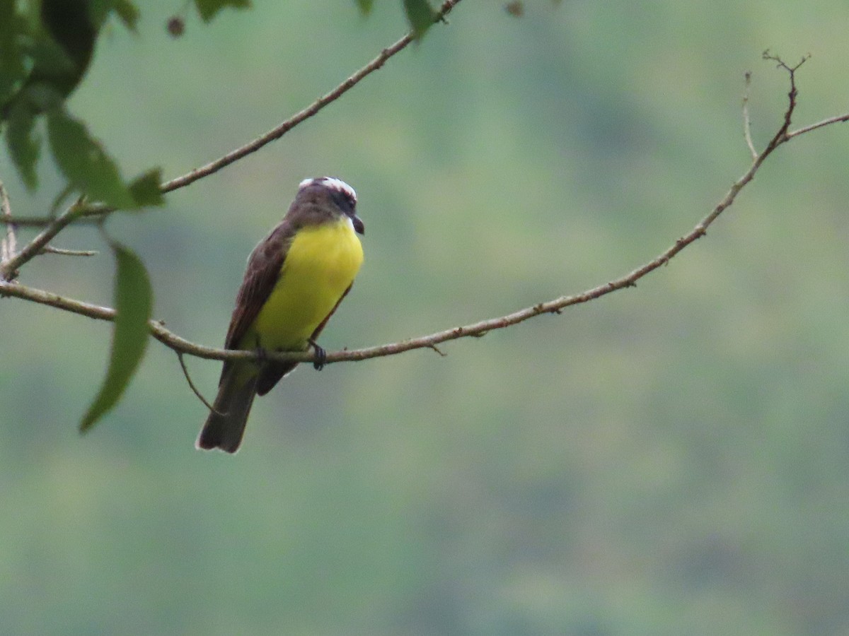 Boat-billed Flycatcher - ML643992465