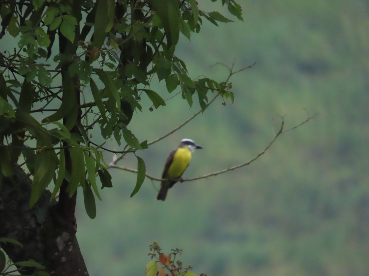 Boat-billed Flycatcher - ML643992466