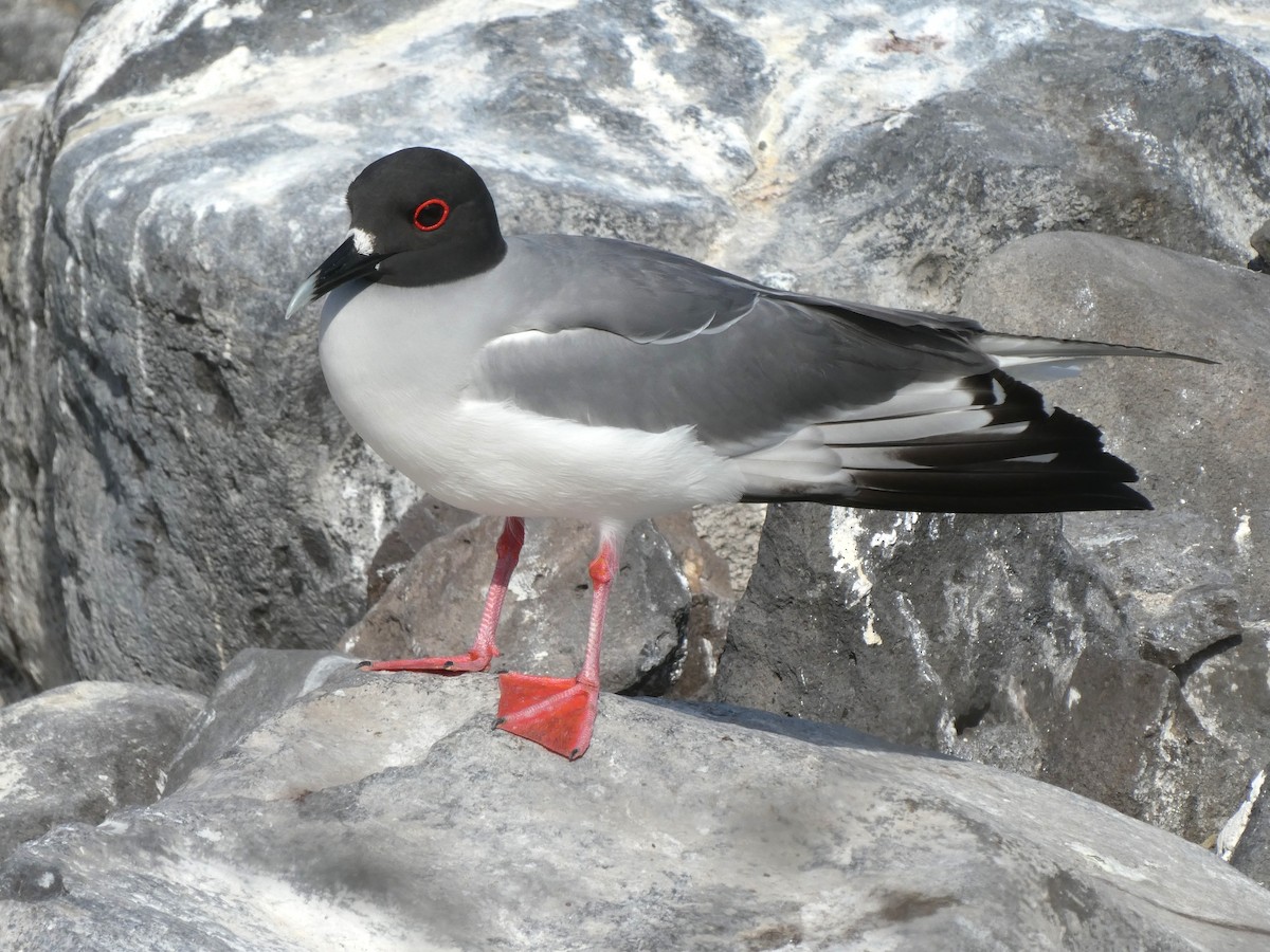 Gaviota Tijereta - ML643992473