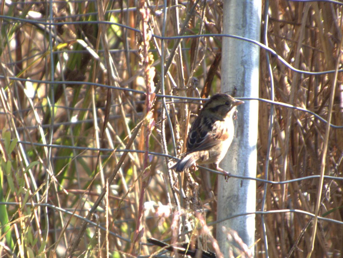 Swamp Sparrow - ML643992516