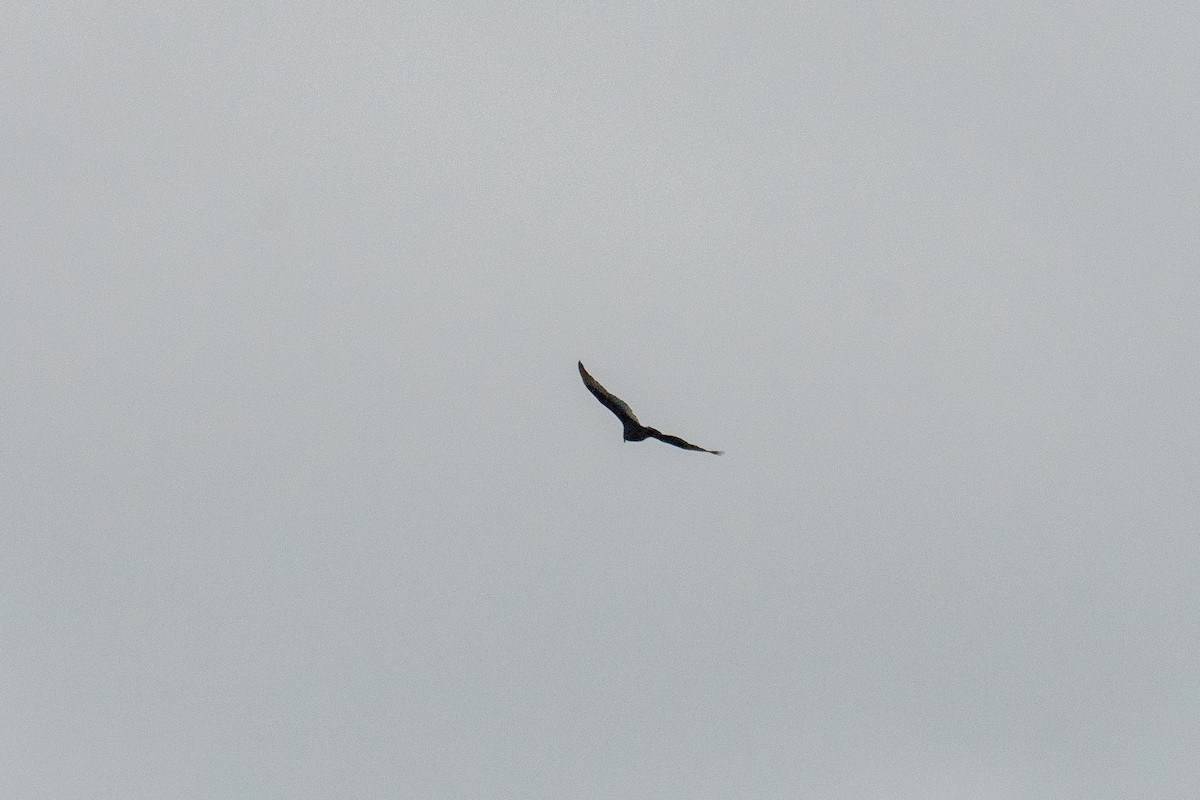 Turkey Vulture - ML643992524