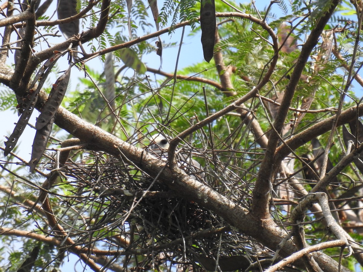 Pearl Kite - ML643992570