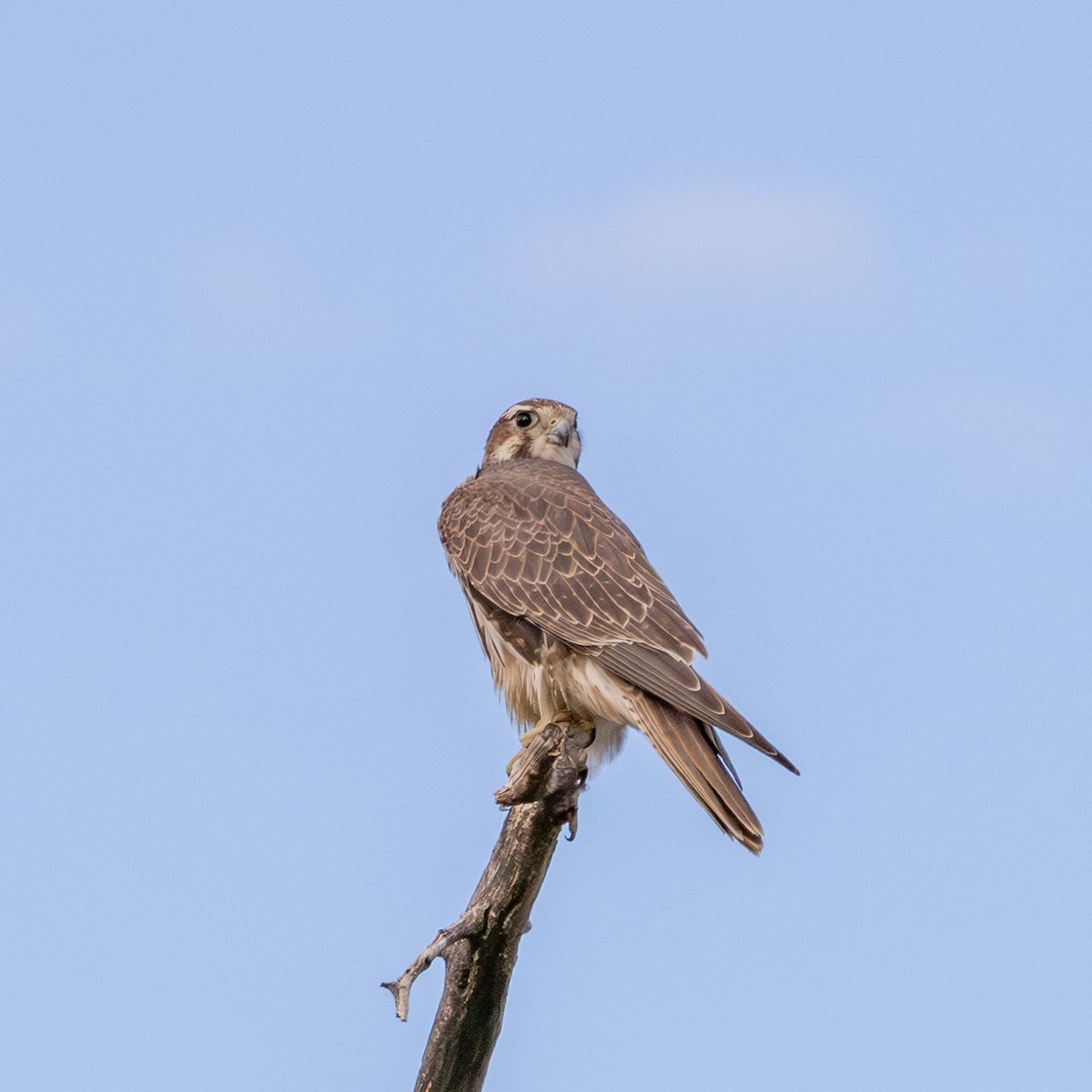 Prairie Falcon - ML643992571