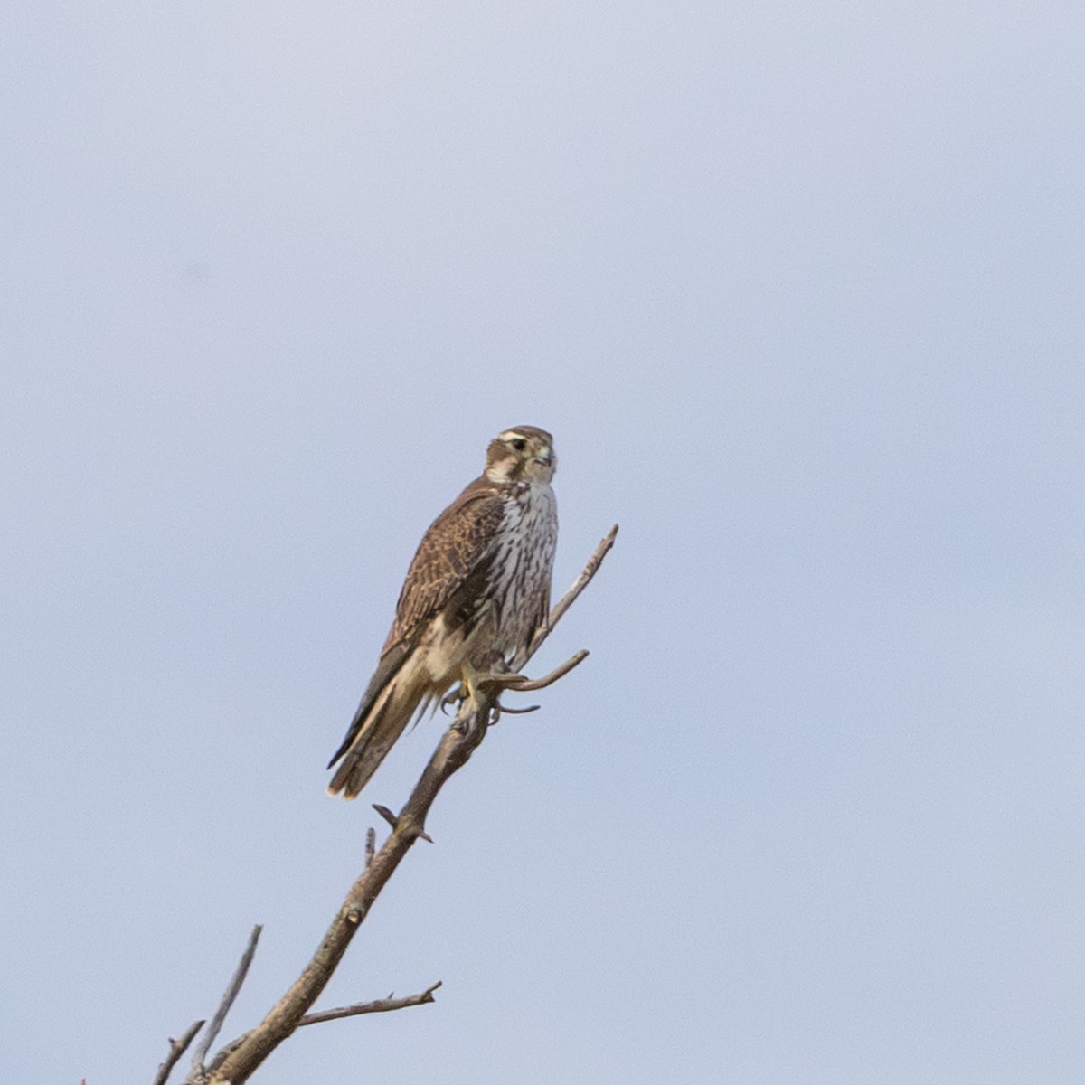 Prairie Falcon - ML643992585