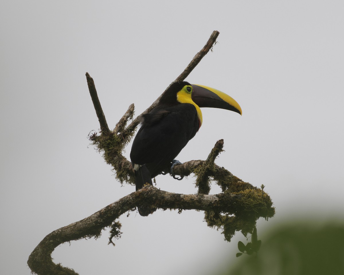 Toucan tocard - ML643992588