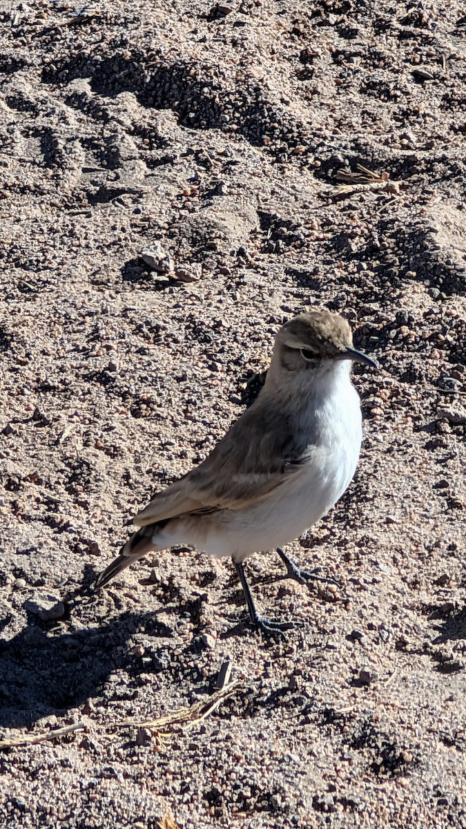 Puna Miner - ML643992589