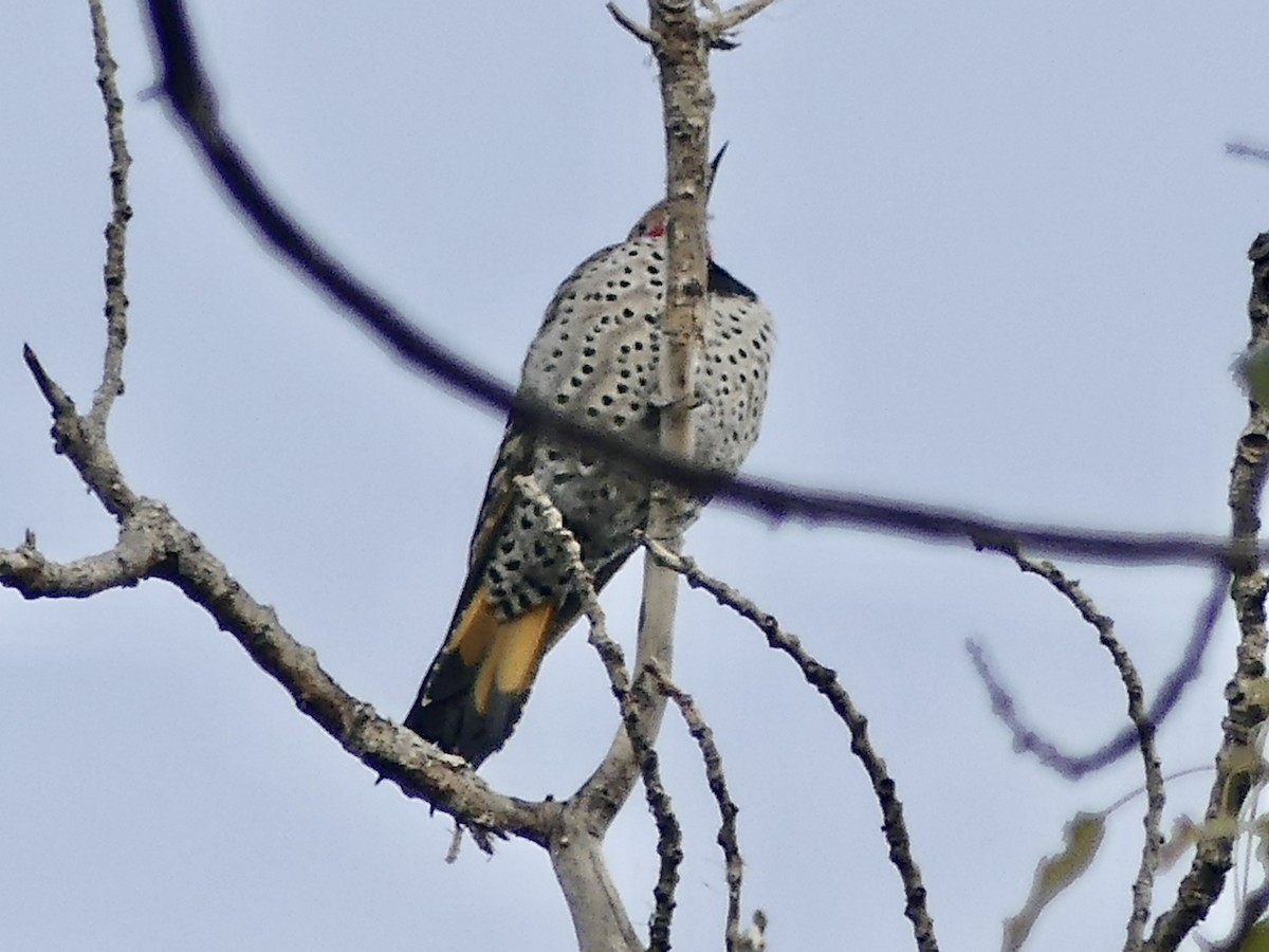 Northern Flicker (Yellow-shafted x Red-shafted) - ML643992604