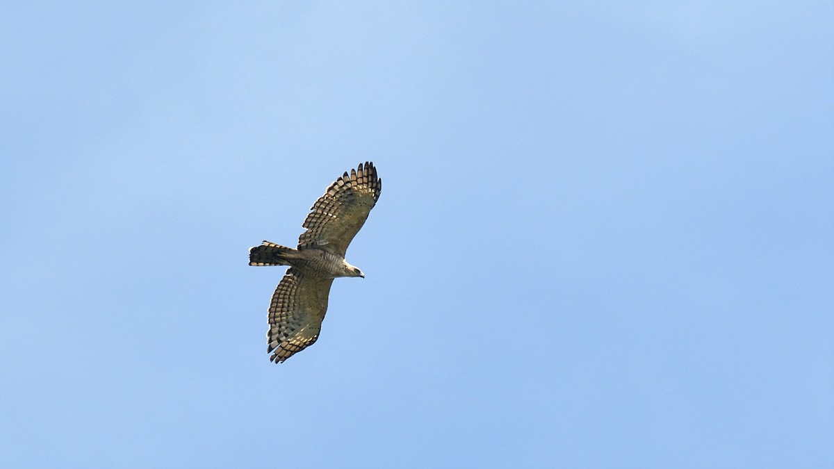 Legge's Hawk-Eagle - ML643992613