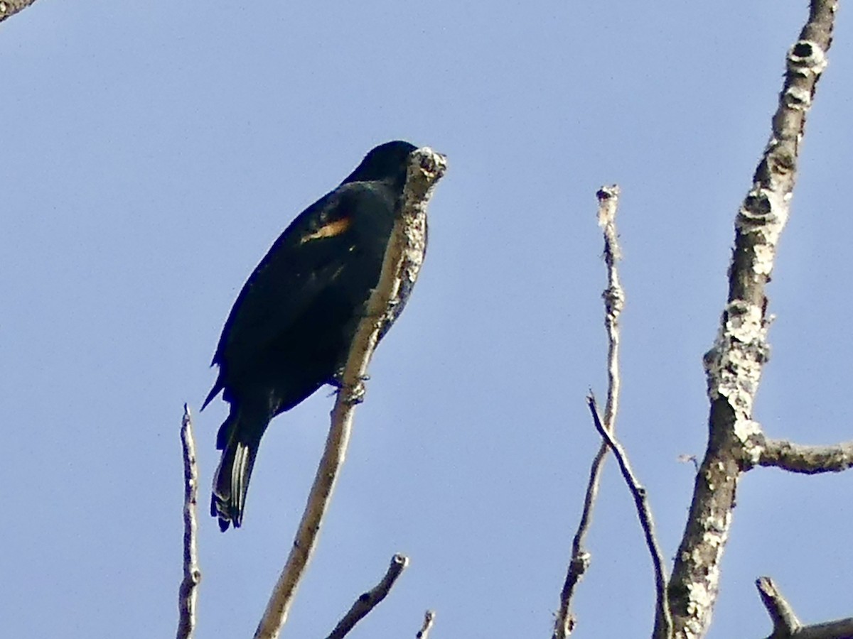 Red-winged Blackbird - ML643992628