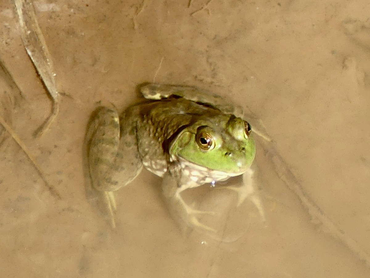 American Bullfrog - ML643992650