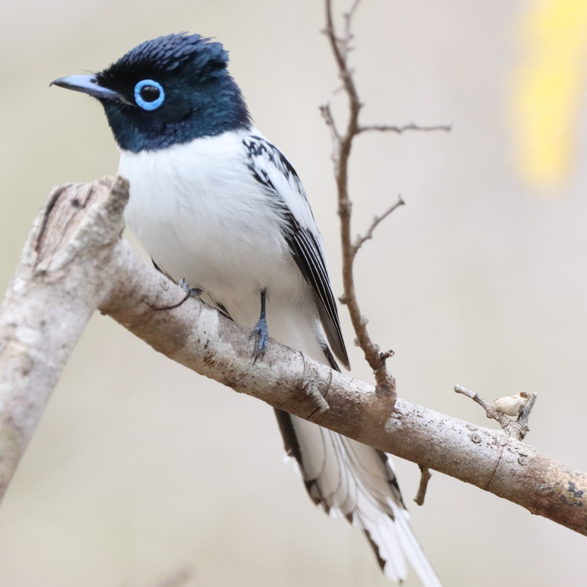 Tchitrec malgache - ML643992660