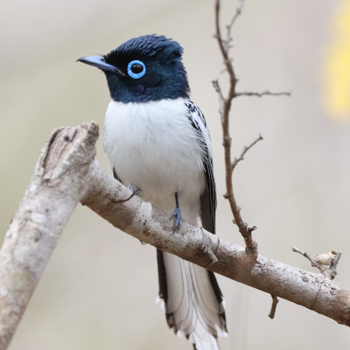 Tchitrec malgache - ML643992664