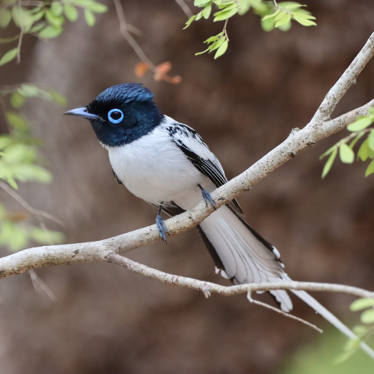 Tchitrec malgache - ML643992676