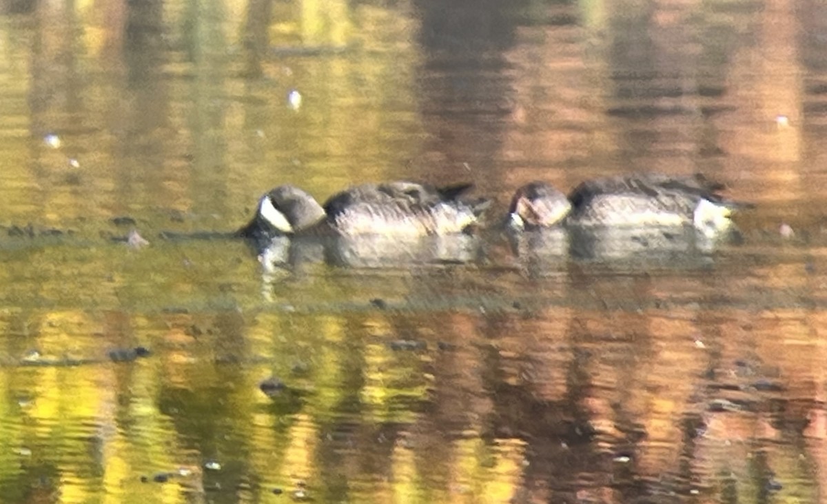 Blue-winged Teal - ML643992681