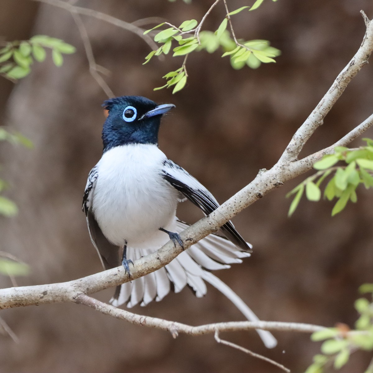 Tchitrec malgache - ML643992687