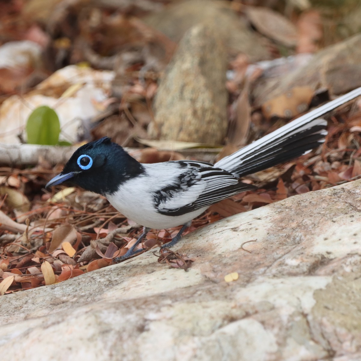 Tchitrec malgache - ML643992695