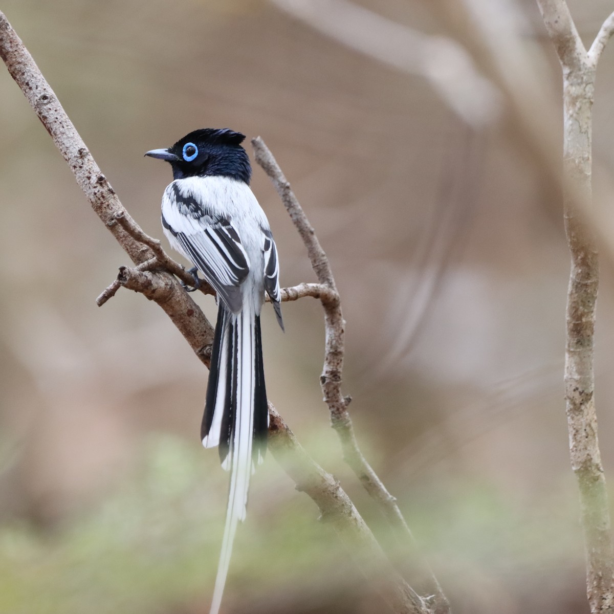 Tchitrec malgache - ML643992716