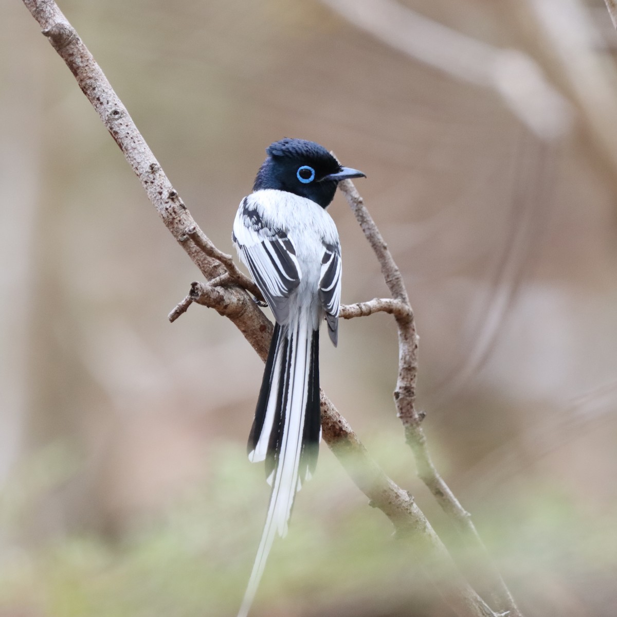 Tchitrec malgache - ML643992735